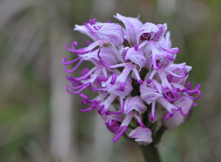 Orchidee del Chianti 2009